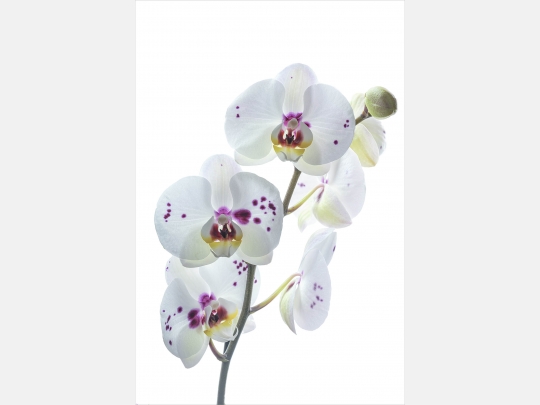 Ausführung (2:3) 40cm Orchidee x Leinwand Wandbild Canvas 30 Weiße Grösse