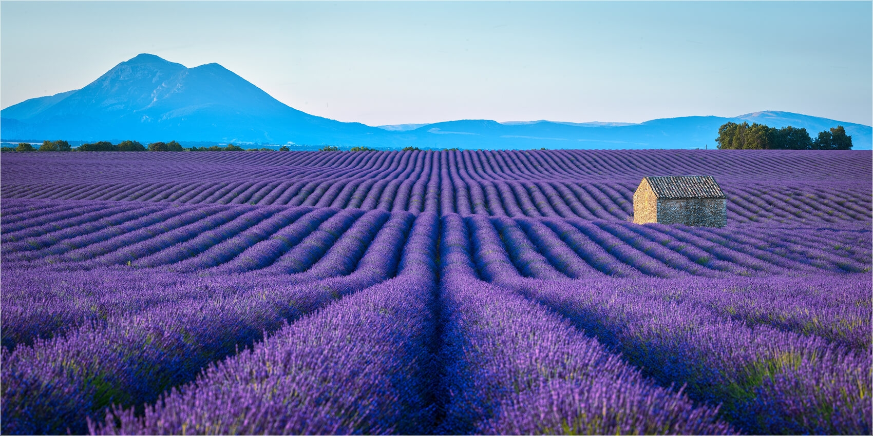 (2:1) o. Provence Leinwand 60 Grösse Canvas Frankreich Ausführung Wandbild Küchenrückwand x Lavendelblüte 30cm